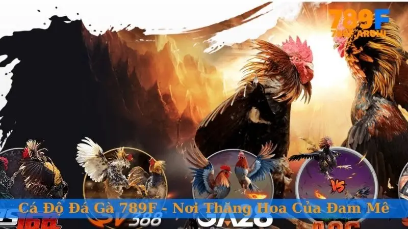 Cá độ đá gà 789F