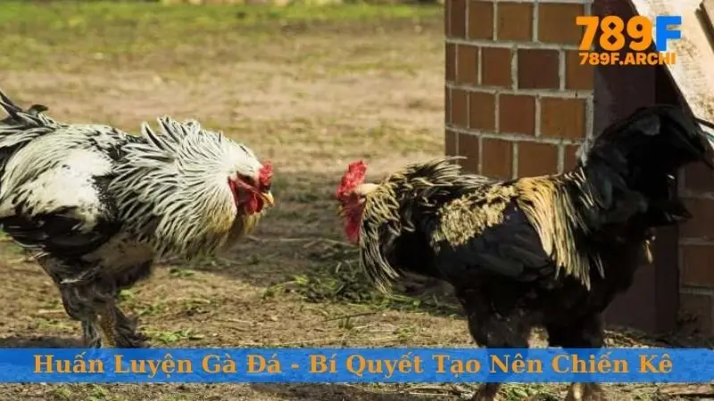 Huấn luyện gà đá