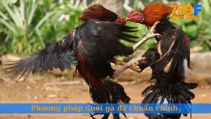 Phương pháp nuôi gà đá chuẩn chỉnh